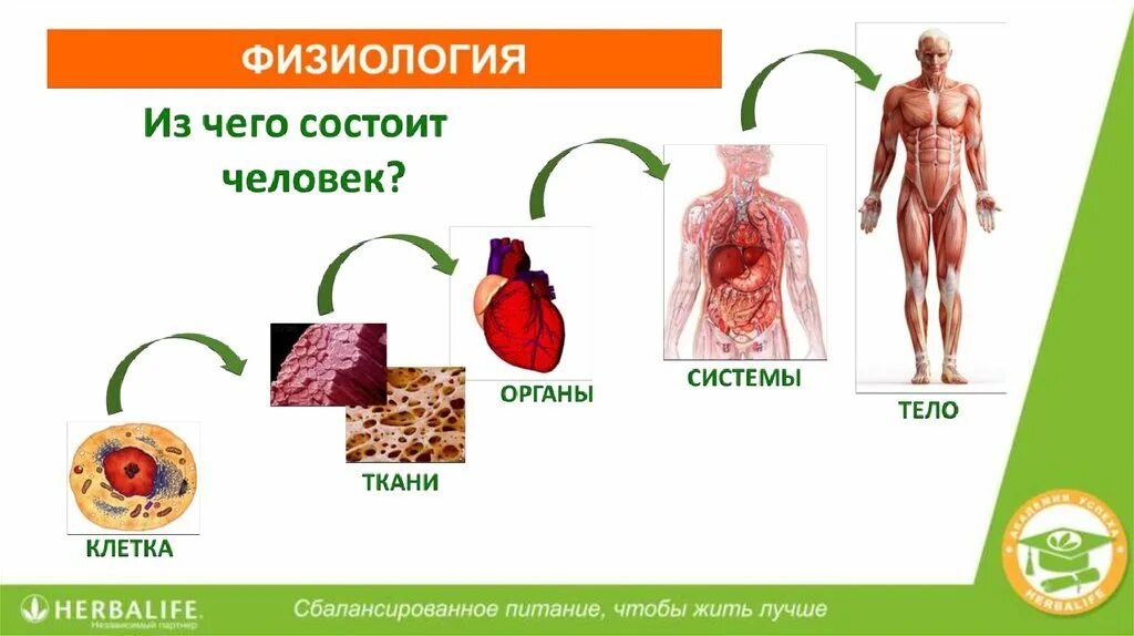 Гербалайф академия. Организм человека и питание. Презентация Гербалайф. Питание для клеток организма. Амбассадор Гербалайф.