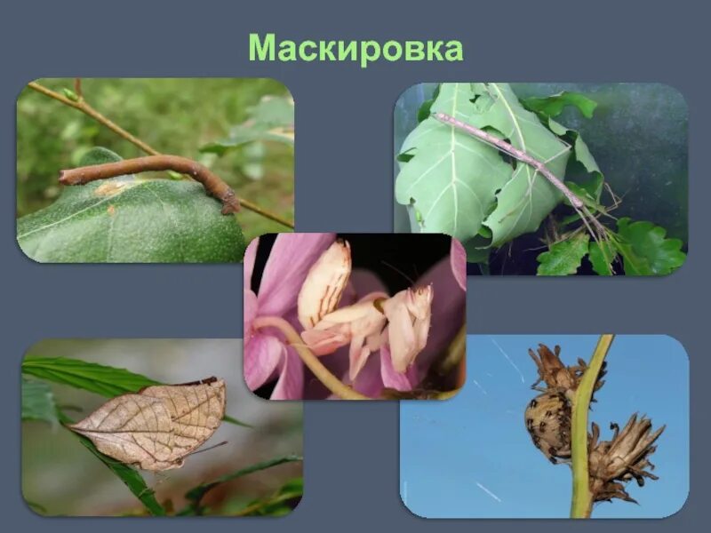 Адаптация маскировка у животных. Примеры маскировки в биологии. Разнообразие адаптаций. Маскировка адаптация. Маскировка в биологии.