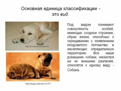 Основная единица классификации вид