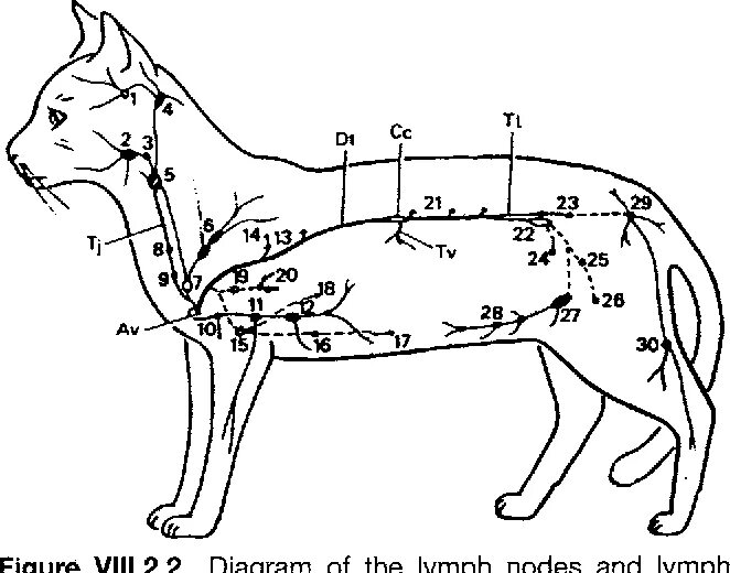 Где у собаки железы. Анатомия собаки лимфатическая система. Лимфатические узлы у кошки расположение. Лимфатическая система собаки расположение. Лимфатическая система собаки схема.