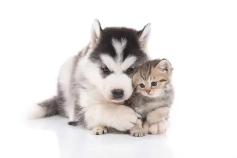 Включи котенка лайка как он
