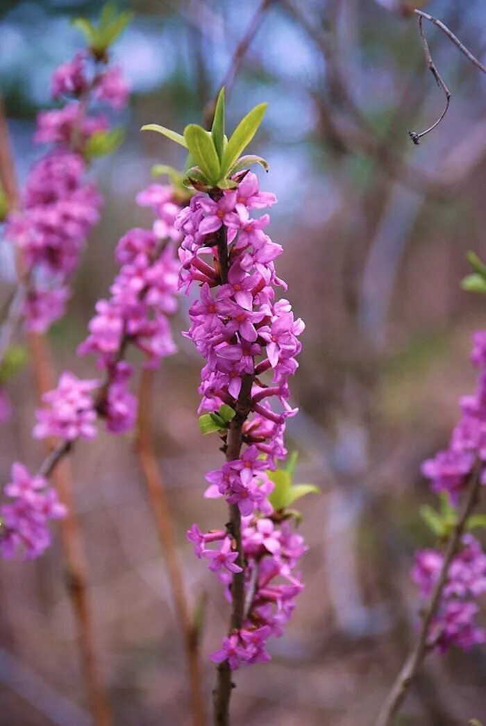 Волчье лыко. Волчье лыко ягода. Волчеягодник обыкновенный - daphne mezereum l. Волчье лыко (волчеягодник обыкновенный). Волчье лыко (волчник обыкновенный).