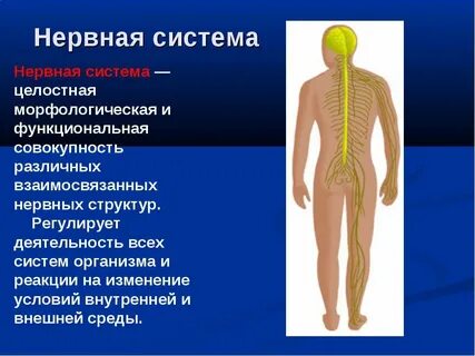 Какие нервные системы регулирует работу органов