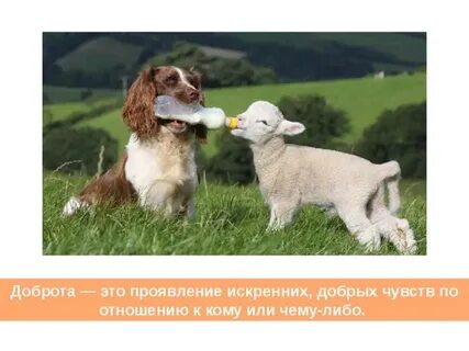 Доброта это проявление искренних добрых