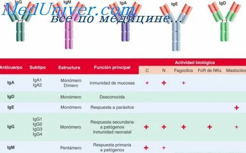 Завышенный иммуноглобулин. Иммуноглобулин е. Сыворотки крови относящиеся к различным классам иммуноглобулинов. Моноклональных иммуноглобулинов в сыворотке крови. Иммуноглобулин 37.