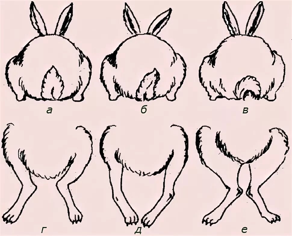 Сколько лап у кролика. Анатомия кролика. Строение хвоста кролика. Телосложение кролика. Хвост кролика.