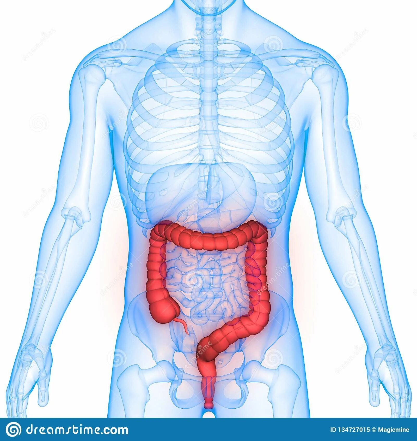 Кишечник мужчины анатомия. Анатомия человека пищеварительные органы. Кишечник на скелете человека. Тело человека кишечник рисунок. Толстый человек анатомия