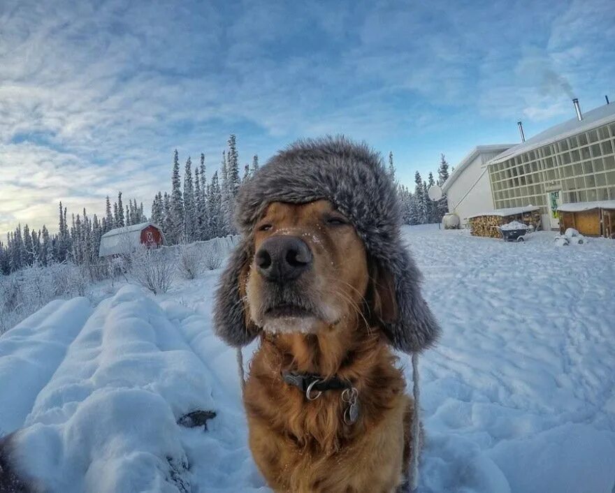 Собака зимой. Собака в снегу. Пёс в шапке ушанке. Холод собачий