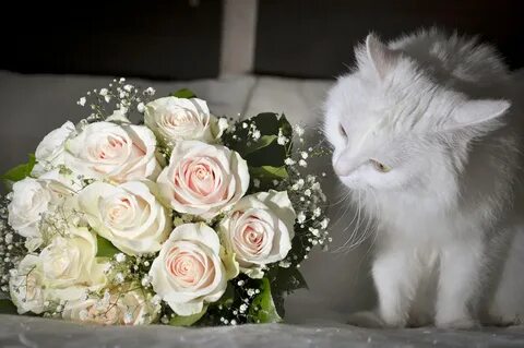 Котик с букетом