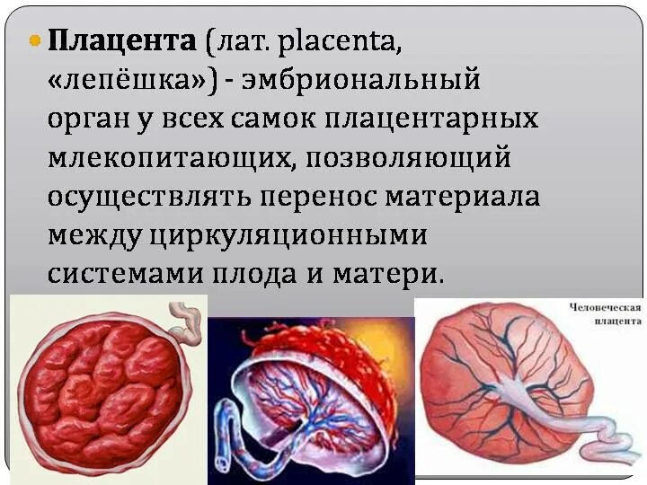 Плацента у млекопитающих. Плацента млекопитающих. функции плаценты у млекопитающих.