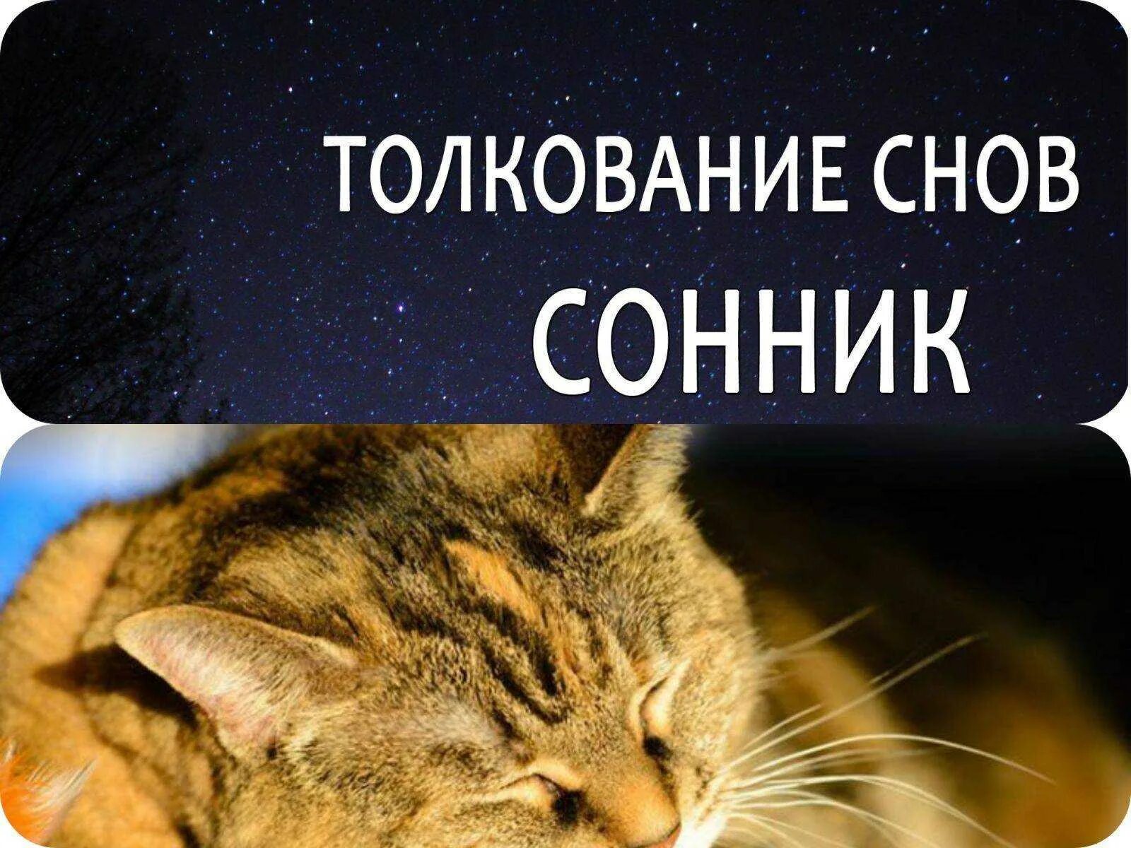 К чему снятся большие коты женщине. К чему снятся коты. что снится кошкам. сонник кошка. кошка во сне к чему.