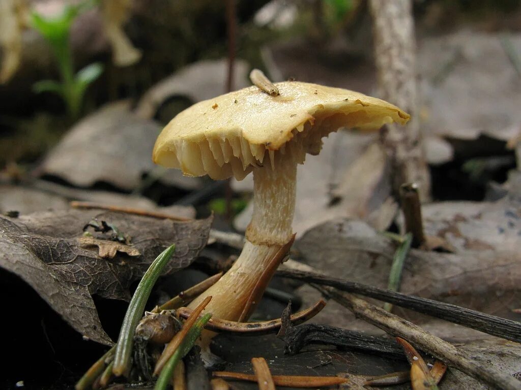Какие грибы в мае. Меоттомицес скрывающийся. Майский гриб. Phaeogalera dissimulans.