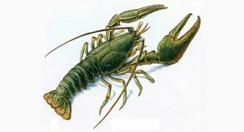 Жалаңаш және мас піскен орыс әйелдері