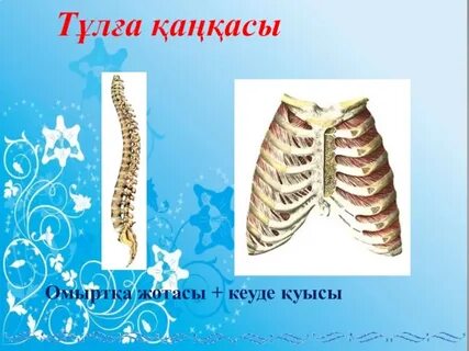 Әйел кеуде емізігінің фотосы