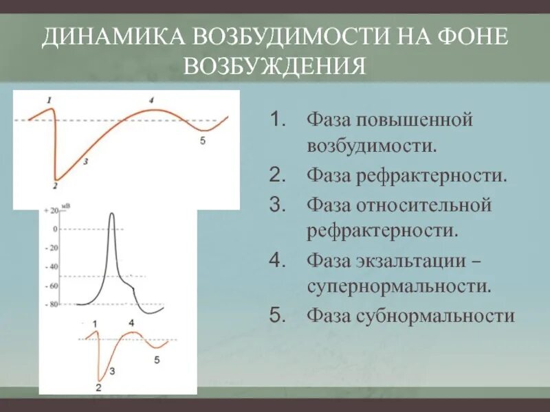 Отличается повышенной возбудимостью. Динамика возбудимости. Фазы возбудимости. Фазы изменения возбудимости. Фазовые изменения возбудимости.