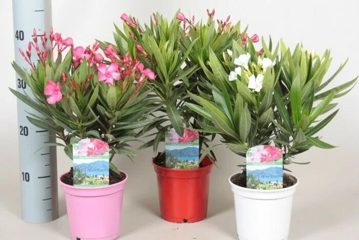 Plante de apartament otrăvitoare. La ce flori toxice să fii atent in 2020 Indoor