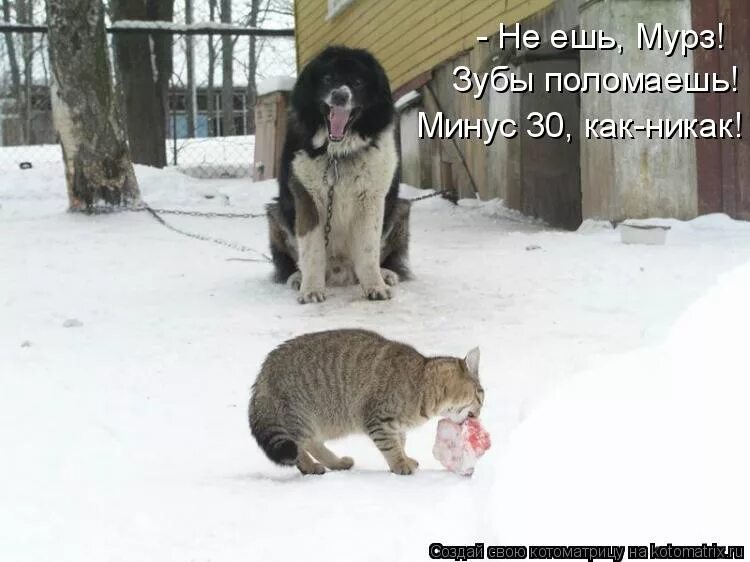 прийти жалкий. жизнь животные. прийти жалкий. тебе грустно. отличное лето жаль что загар через куртку не ложится.