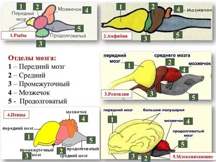 К какому классу относят позвоночных животных