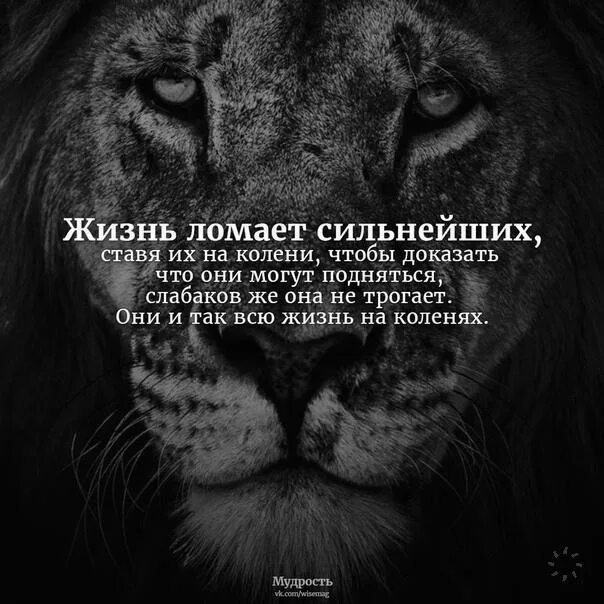 Живу поставим на всю. Жизнь ломает сильных. Жизнь ломает сильнейших. Высказывание жизнь ломает сильнейших. Жизнь ломает сильнейших ставя.