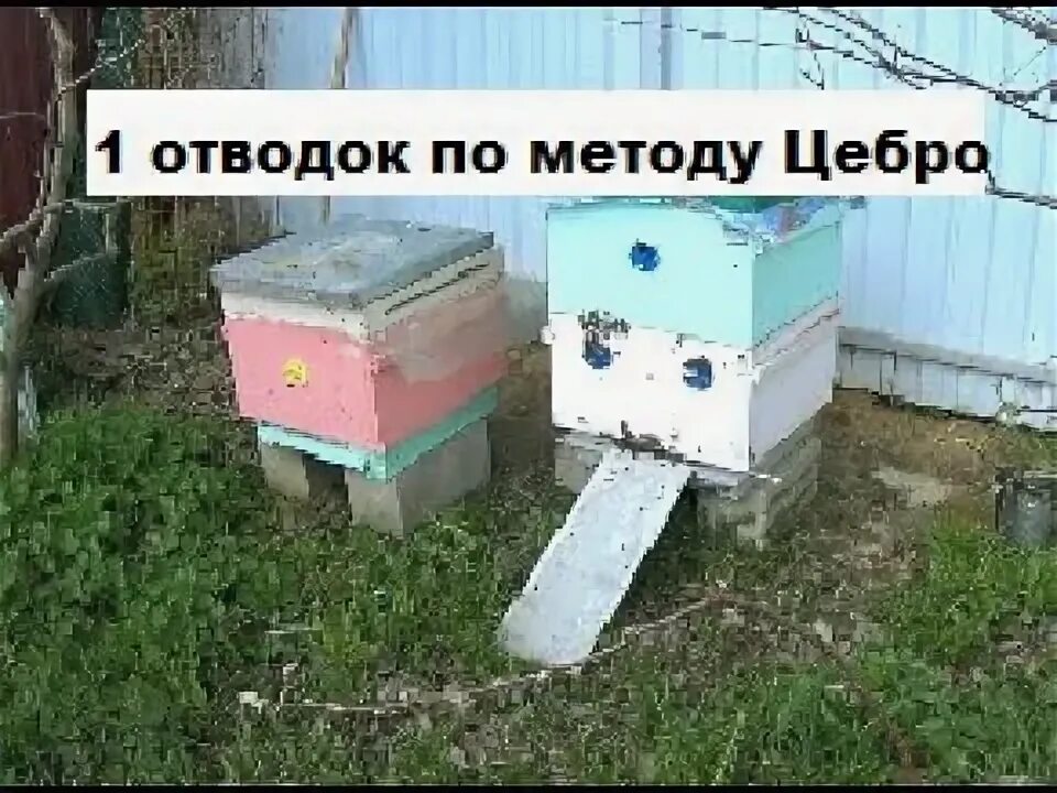 Метод цебро в пчеловодстве. Метод цебро пчелохолмс. делаем отводки пчел весной без поиска матки.