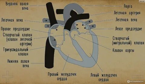 Тук тук сердце