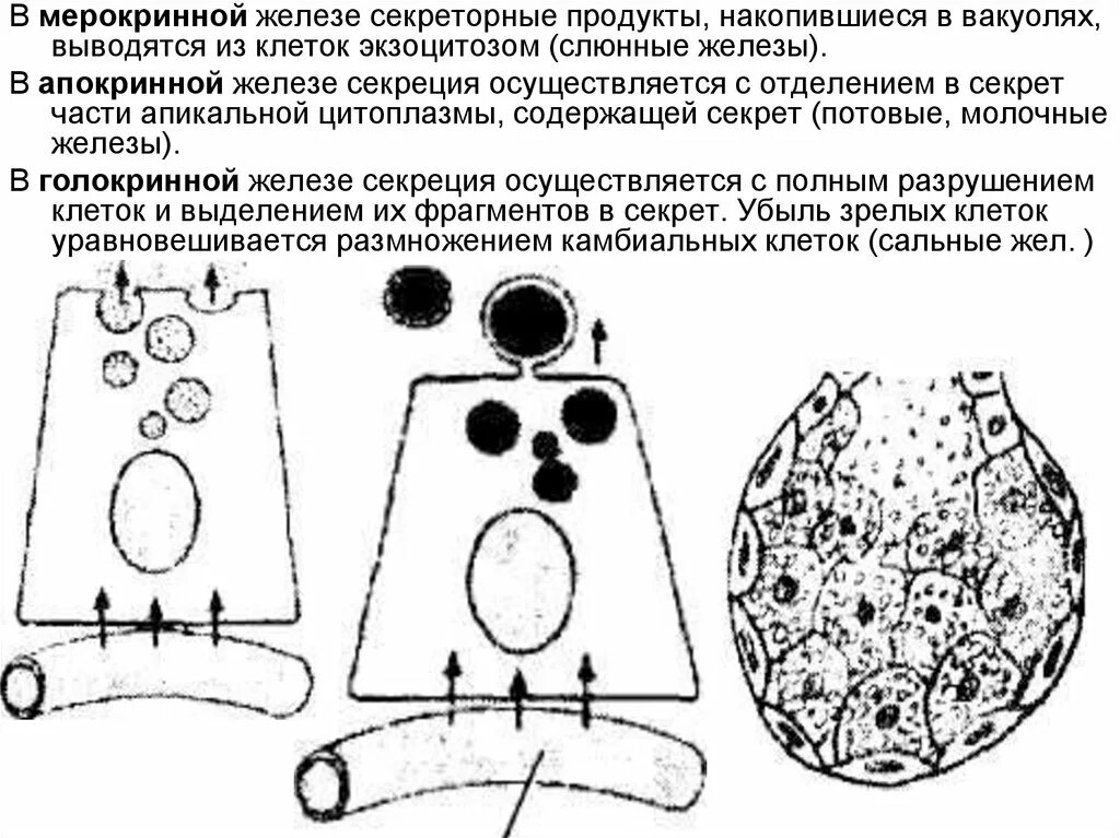 Фазы секреторного цикла железистой клетки. Мерокринных потовых желез.. секреторный цикл железистой клетки. классификация желез мерокринные.
