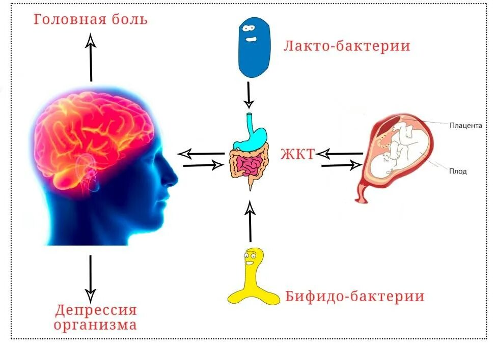 Как наладить кровообращение. Улучшение кровообращения головы. что улучшает кровообращение головного мозга. улучшение кровоснабжения головного мозга. улучшение перфузии головного мозга.