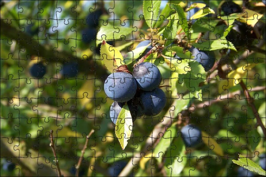 Тёрн ягода. Терн гластонберийский. Терн (prunus spinosa). Мелкая слива. Дхусс терн.