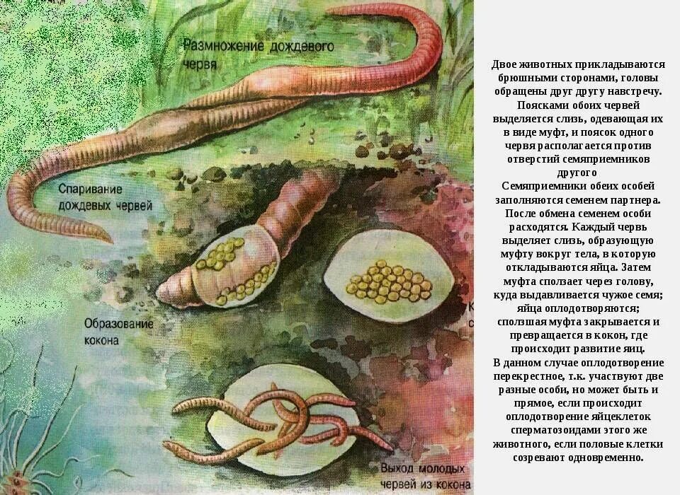 Развитие с метаморфозом дождевой червь. Дождевые черви этапы размножения. Цикл развития кольчатых червей. Жизненный цикл дождевого червя схема. Цикл развития кольчатых червей схема.
