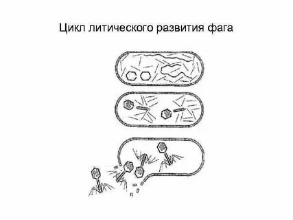 Литический цикл бактериофага