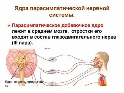 Вегетативный комплекс. Вегетативный комплекс