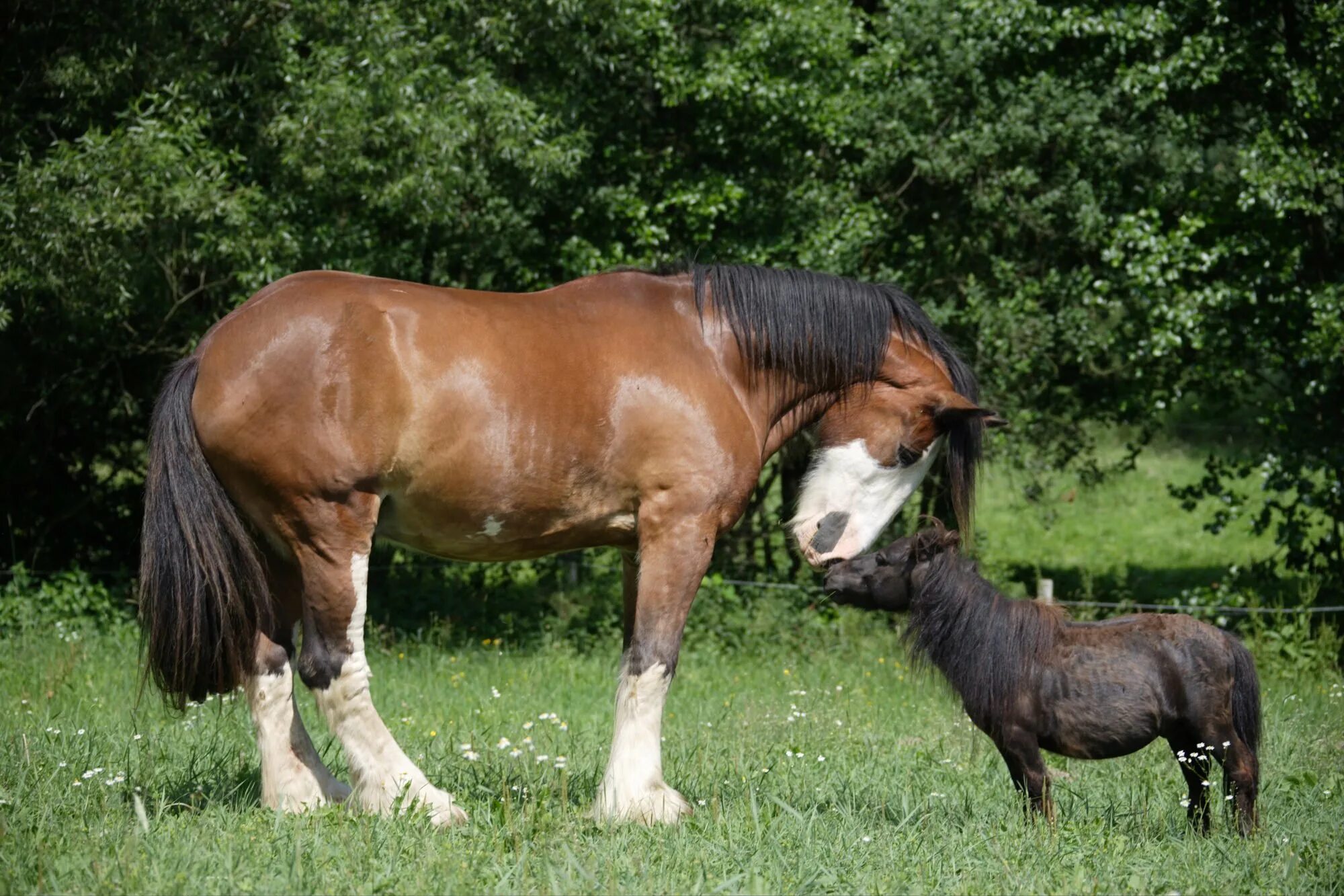 Сколько весит пони. Литтл пампкин самая маленькая лошадь в мире. Лошади породы фалабелла. Лошадь фалабелла и шайр. Живая масса лошадей верховых пород.
