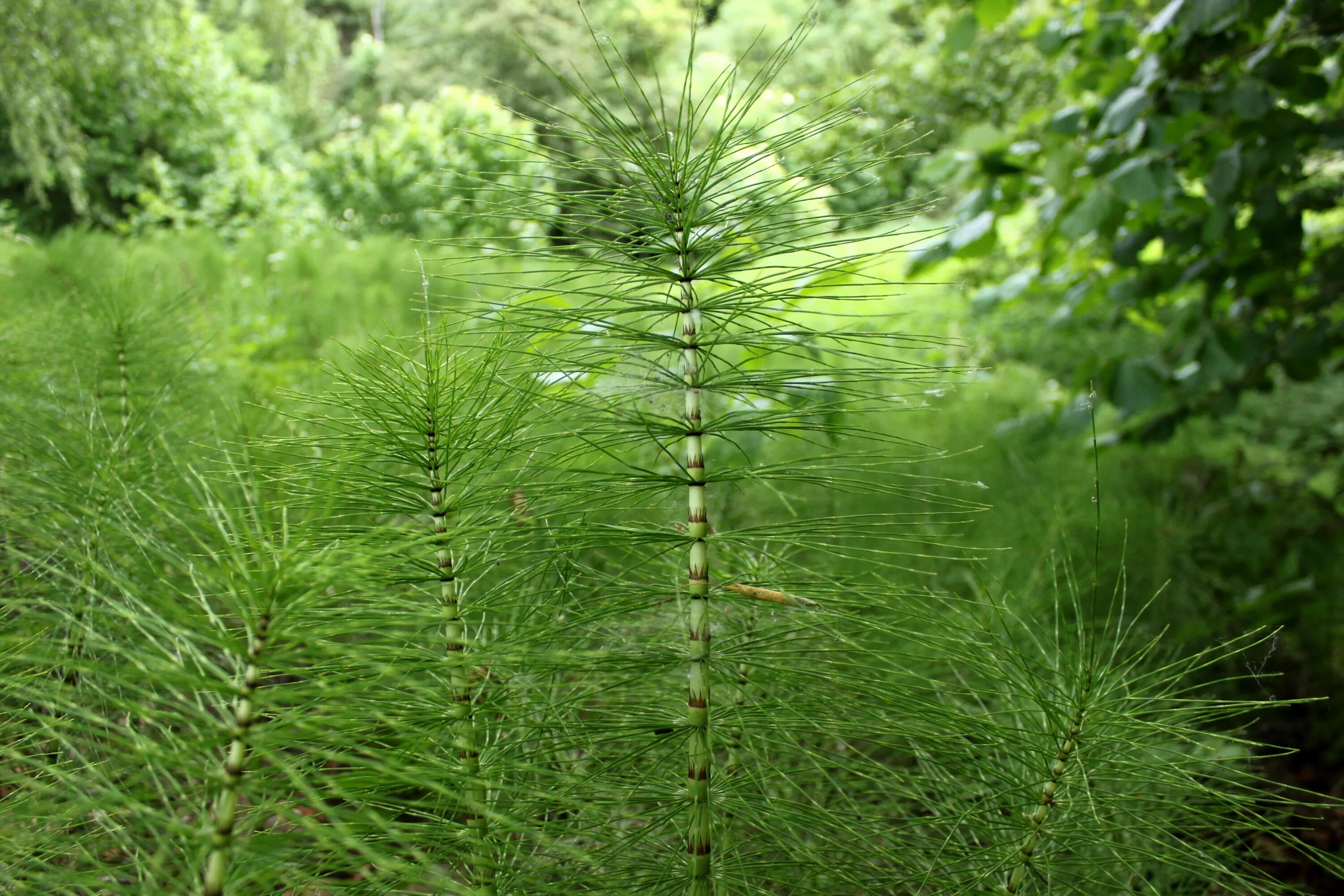 Хвощ полевой (Equisetum arvense). Хвощ полевой Equisetum arvense l.. Хвойник полевой. Хвощ полевой ГФ. Хвощеобразные растения