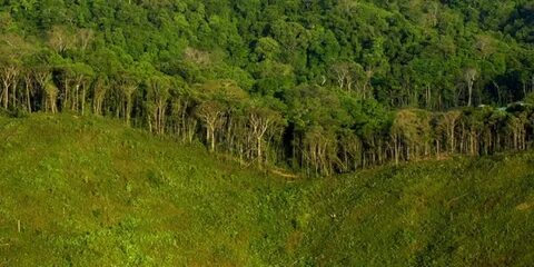 Forest help