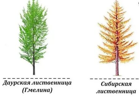 Лиственница даурская ареал