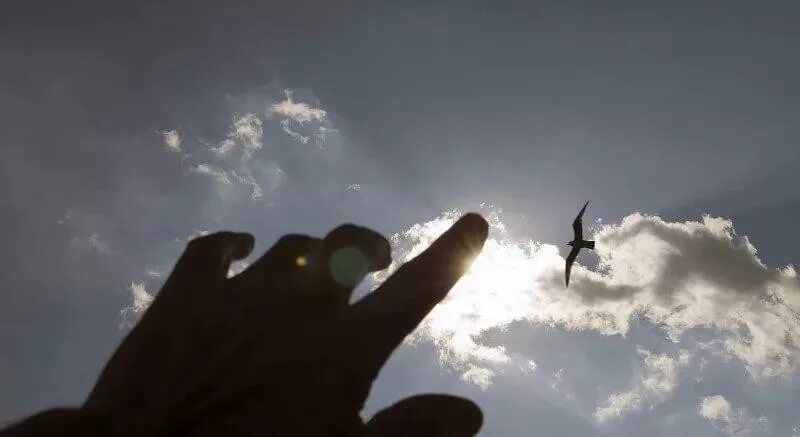 Рука и самолет в небе. Птицы улетают. Улетая в небо. Что летает в небе. Душа улетает в небо.