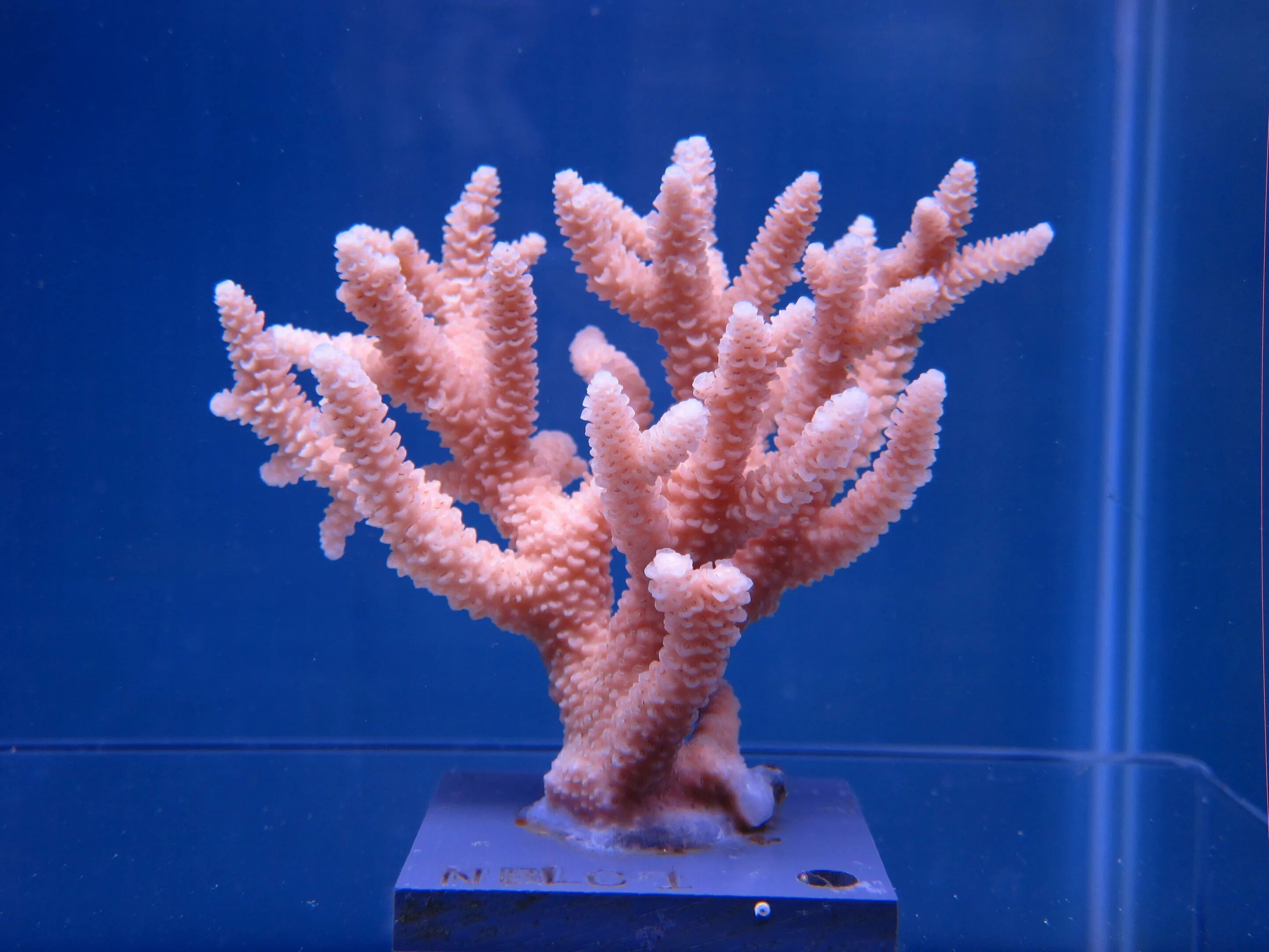 Coral system. Коралл Стагхорн. Кустистый коралл. Акропора humilis. Саркофитон коралл.