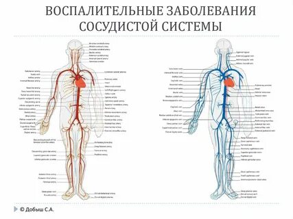 Кровеносный латынь