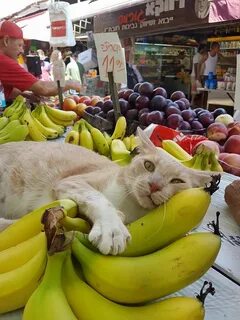 Кот банан