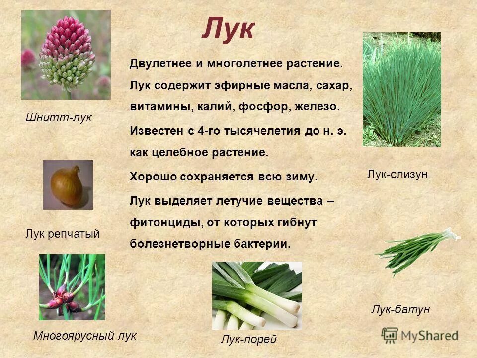 Лук это овощ или нет. Лук это двулетние растение. лук однолетнее или двулетнее растение. двулетние травы. лук однолетний или многолетний.