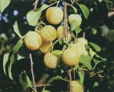 Алыча пчельниковская