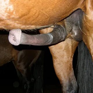 Black Horse Mating. 