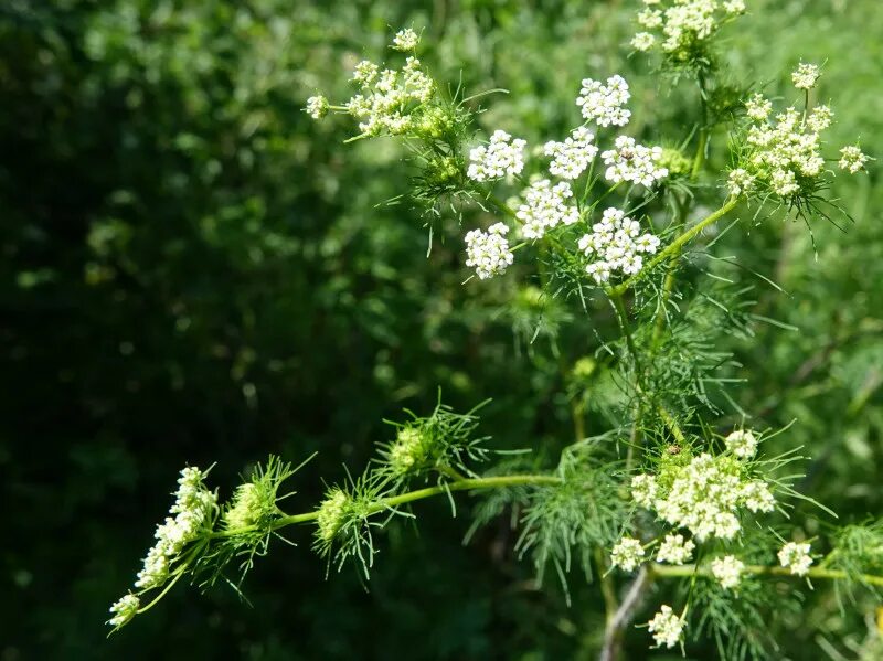 Адонис цветок. Эшшольция листья. Пион тонколистный желтый. Уличные цветы листья похожи на укроп. Укроп двулетнее растение.