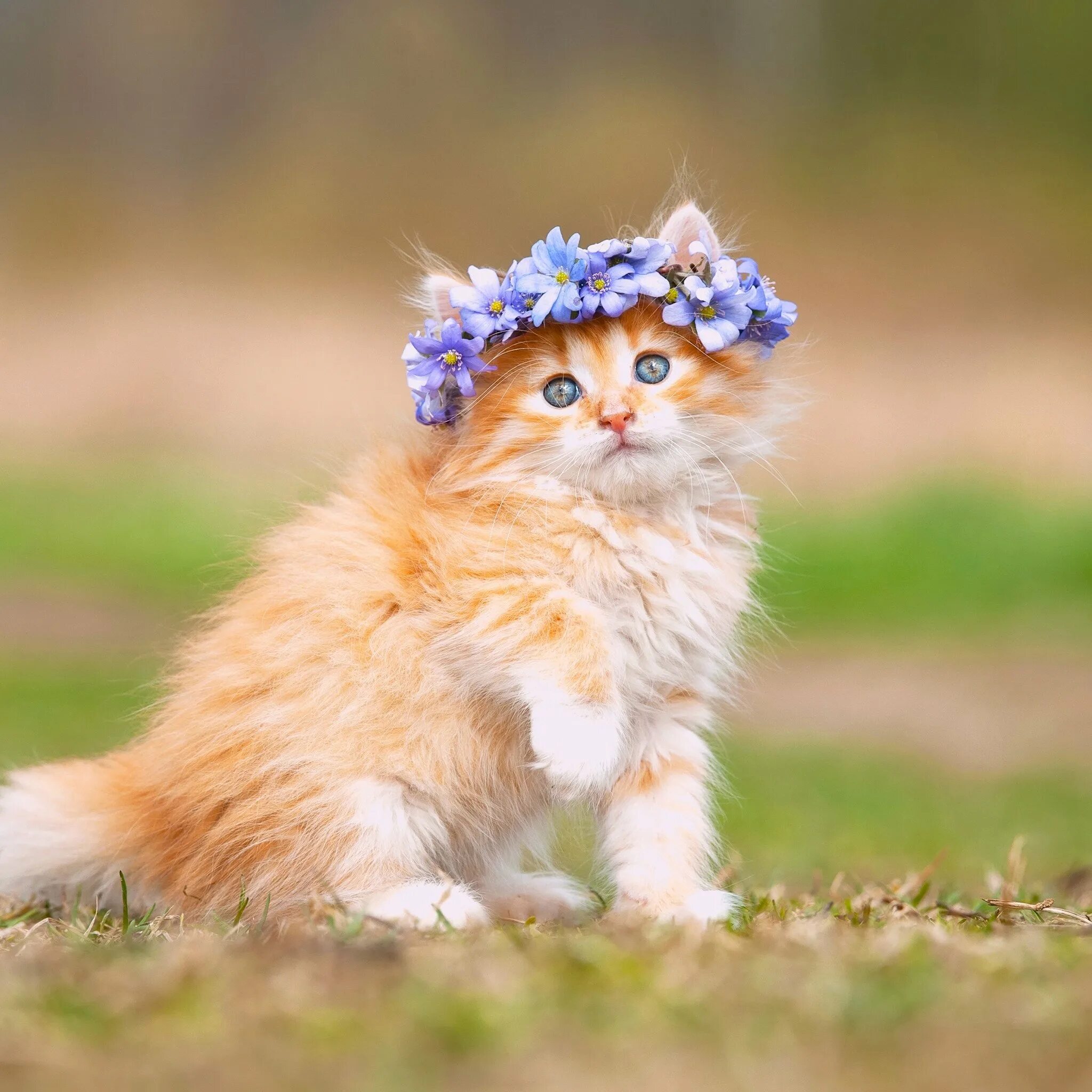 Красивых милых котиков