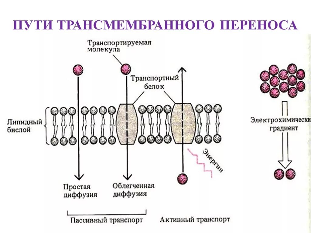 Пассивный транспорт через мембрану механизм. Схема пассивного трансмембранного транспорта. механизмы трансмембранного переноса. механизм трансмембранного переноса веществ. трансмембранные белки мембраны.