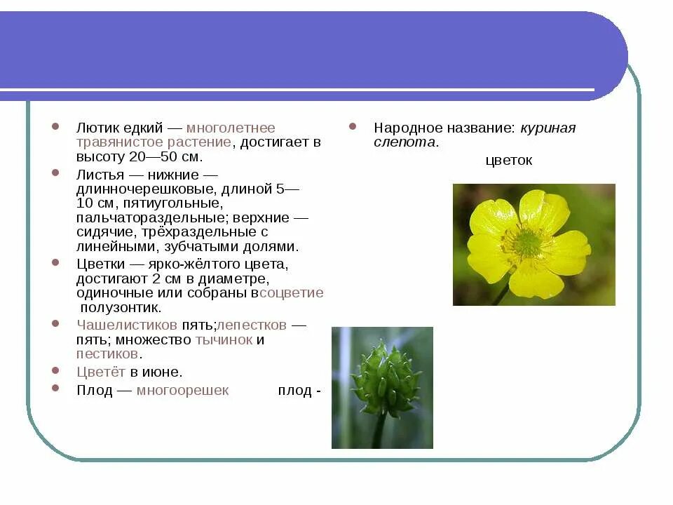 морфологическое описание цветка. растения морфологическая. растения морфологическая. план морфологического описания растения. голосеменные лютик едкий.