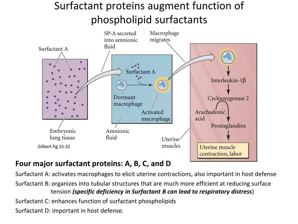 Сульфактант. Сульфактант функции. Сульфактант и сурфактант. Surfactant схема действия. Сурфактантные протеины.