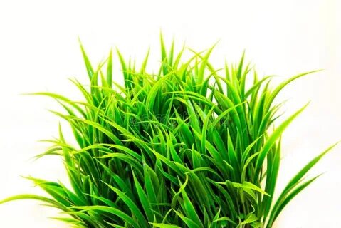 Good grass