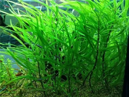Водоросли в аквариуме виды