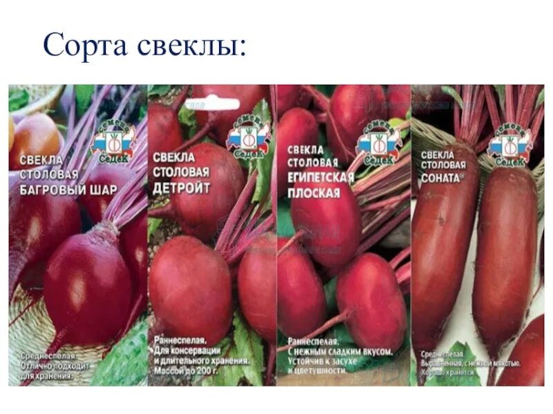 Свекла лучший сорт отзывы. Сорта столовой свеклы. разные сорта свеклы. свекла столовая сорта. свекла ранняя сорта.